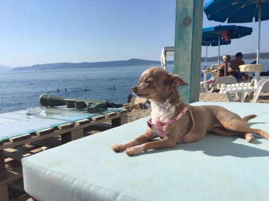 La Villa - Beach House & Rooms Crikvenica Bagian luar foto